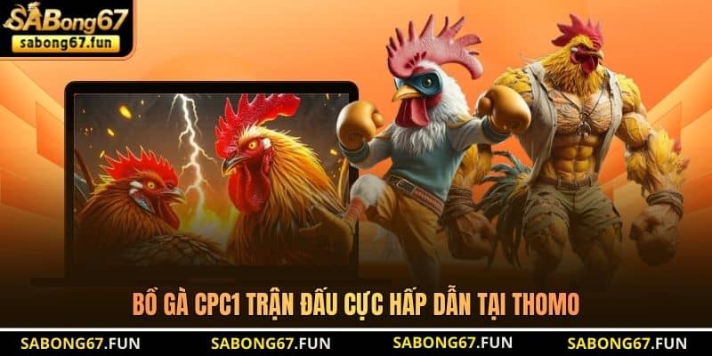 Bồ Gà CPC1 trận đấu cực hấp dẫn tại Thomo Bồ Gà CPC1 trận đấu cực hấp dẫn tại Thomo