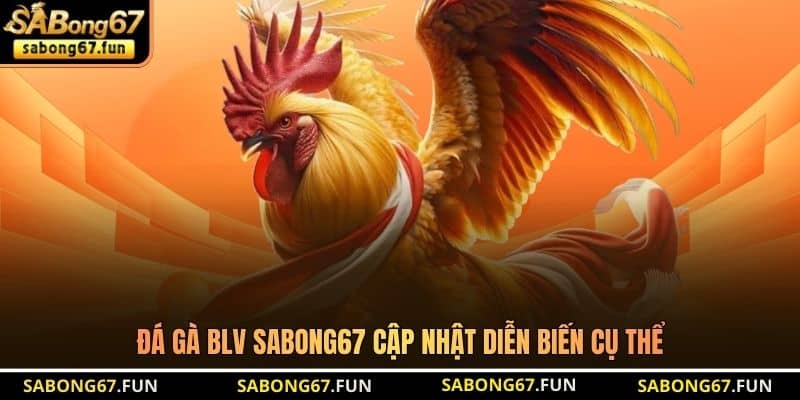 Đá gà BLV SABONG67 cập nhật diễn biến cụ thể