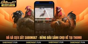 Đá Gà Cựa Sắt SABONG67 – Hình Thức Chọi Gà Hot Tại Thomo