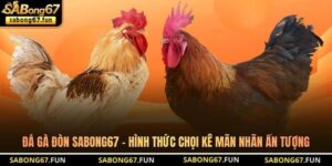 Đá Gà Đòn SABONG67 - Hình Thức Chọi Kê Mãn Nhãn Ấn Tượng