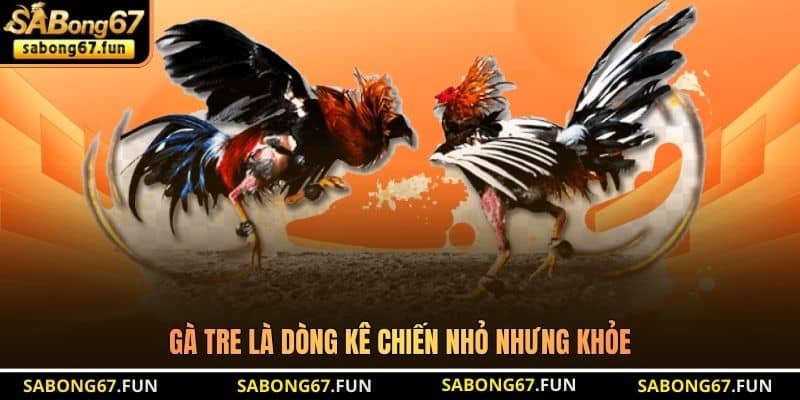 Gà tre là dòng kê chiến nhỏ nhưng khỏe