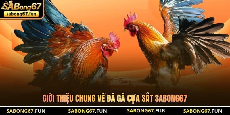 Giới thiệu chung về đá gà cựa sắt SABONG67