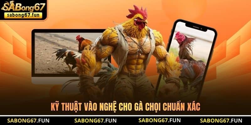 Kỹ thuật vào nghệ cho gà chọi chuẩn xác