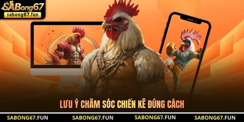 Lưu ý chăm sóc chiến kê đúng cách