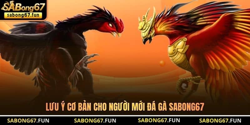 Lưu ý cơ bản cho người mới đá gà SABONG67