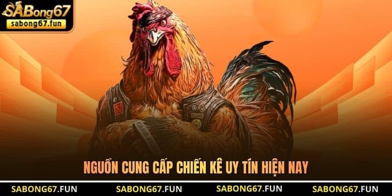 Nguồn cung cấp chiến kê uy tín hiện nay