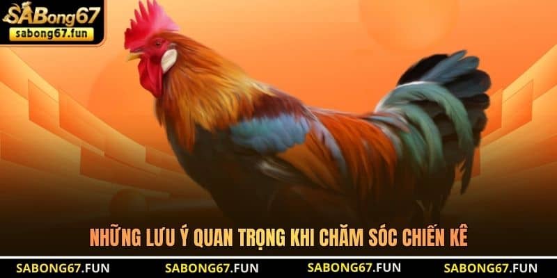 Những lưu ý quan trọng khi chăm sóc chiến kê