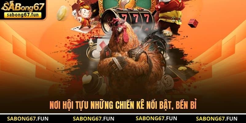 Nơi hội tựu những chiến kê nổi bật, bền bỉ