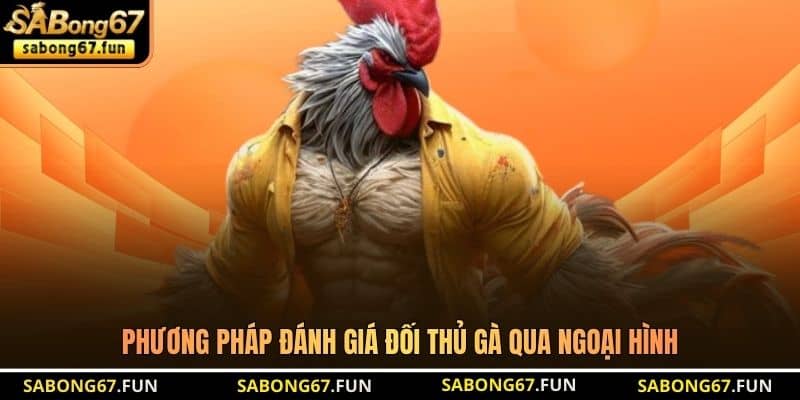 Phương pháp đánh giá đối thủ gà qua ngoại hình Phương pháp đánh giá đối thủ gà qua ngoại hình