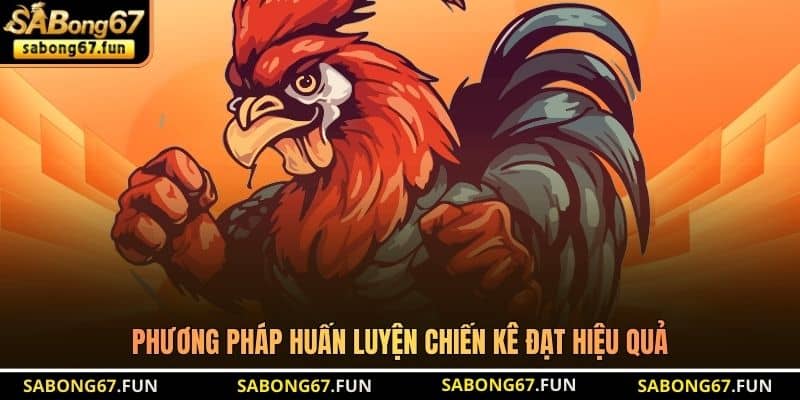 Phương pháp huấn luyện chiến kê đạt hiệu quả