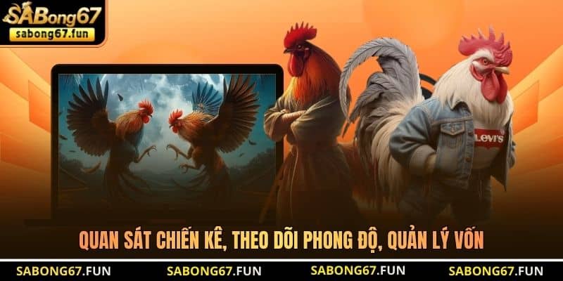 Quan sát chiến kê, theo dõi phong độ, quản lý vốn