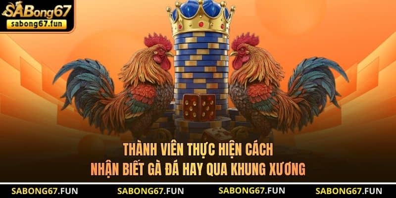 Thành viên thực hiện cách nhận biết gà đá hay qua khung xương