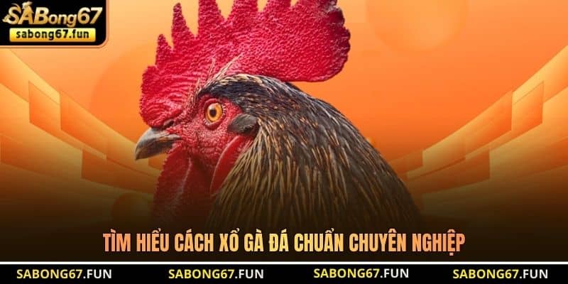 Tìm hiểu cách xổ gà đá chuẩn chuyên nghiệp Tìm hiểu cách xổ gà đá chuẩn chuyên nghiệp