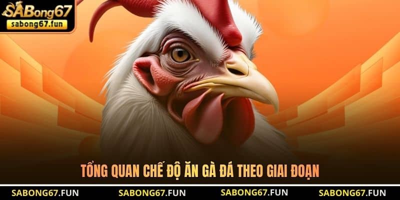 Tổng quan chế độ ăn gà đá theo giai đoạn