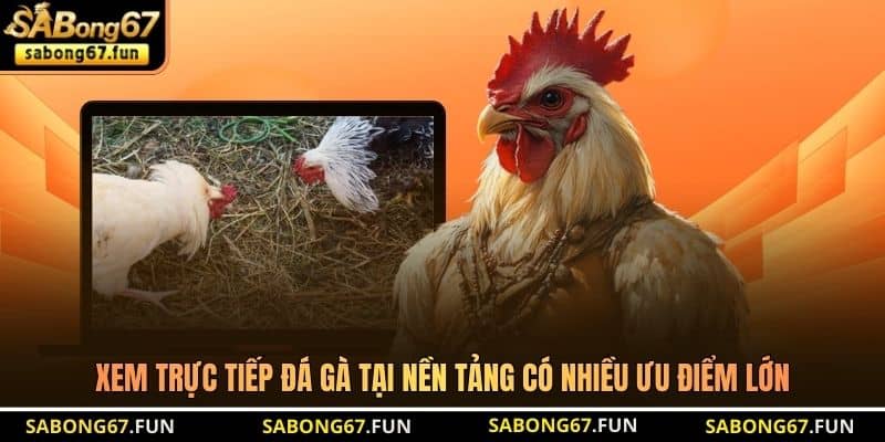 Xem trực tiếp đá gà tại nền tảng có nhiều ưu điểm lớn Xem trực tiếp đá gà tại nền tảng có nhiều ưu điểm lớn